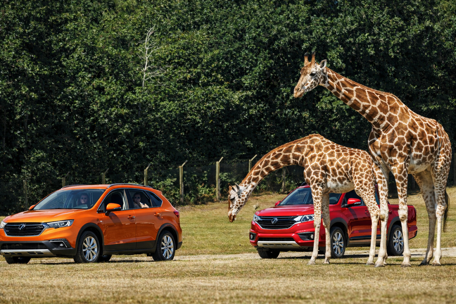 Safari-Szene im Givskud Zoo mit zwei Giraffen auf einer offenen Grasfläche, eine Giraffe beugt den langen Hals in Richtung der Fahrzeuge, im Vordergrund ein oranges SUV und dahinter ein roter Pick-up mit sichtbaren Fahrern, im Hintergrund dichter Wald und ein Zaun entlang der Safari-Strecke bei klarem Tageslicht