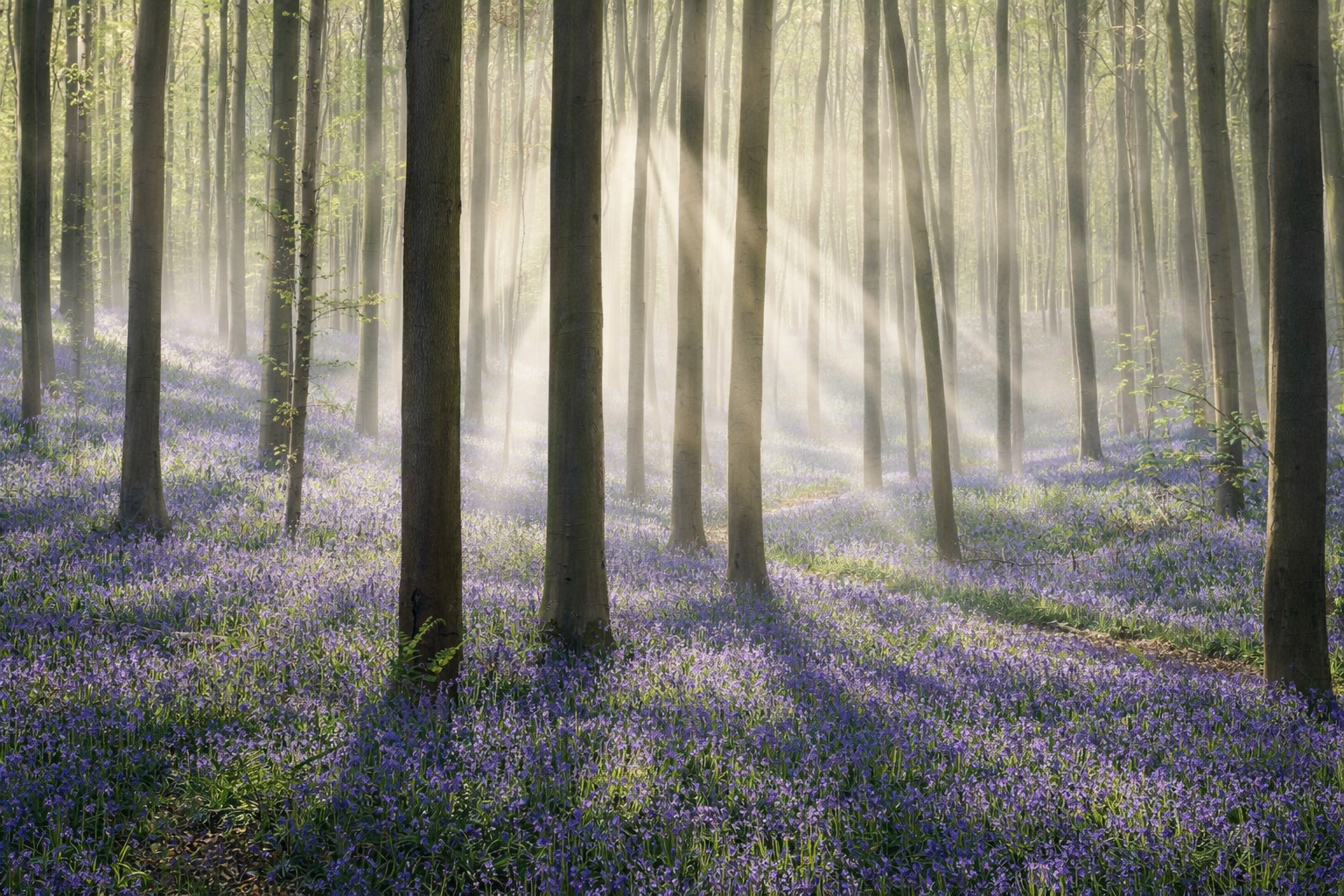 Märchenhafter Buchenwald mit einem dichten Teppich aus violettblauen Wildhyazinthen, schlanken Baumstämmen und einem schmalen Pfad, während sanfte Nebelschleier und Sonnenstrahlen zwischen den Bäumen leuchten
