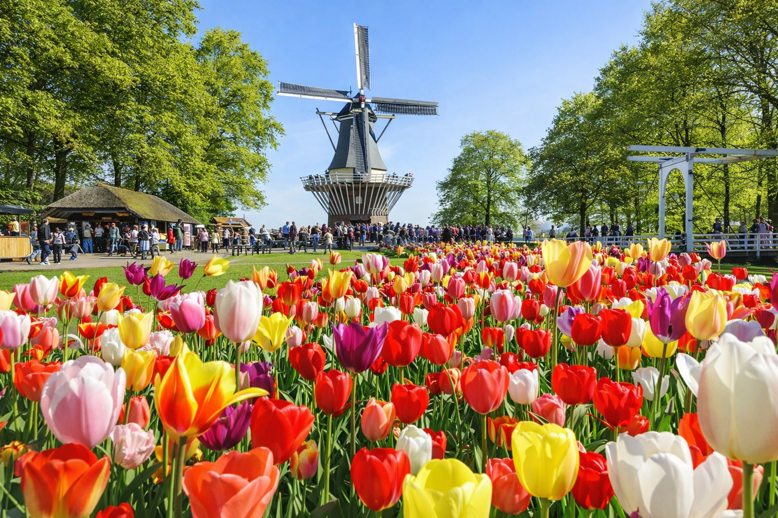Farbenprächtiges Tulpenbeet im Keukenhof mit roten, gelben, weißen und violetten Blüten im Vordergrund, dahinter eine historische Windmühle und Besucher auf den Wegen, eingerahmt von sommerlich grünen Bäumen unter klarem Himmel im kräftigen Sonnenlicht