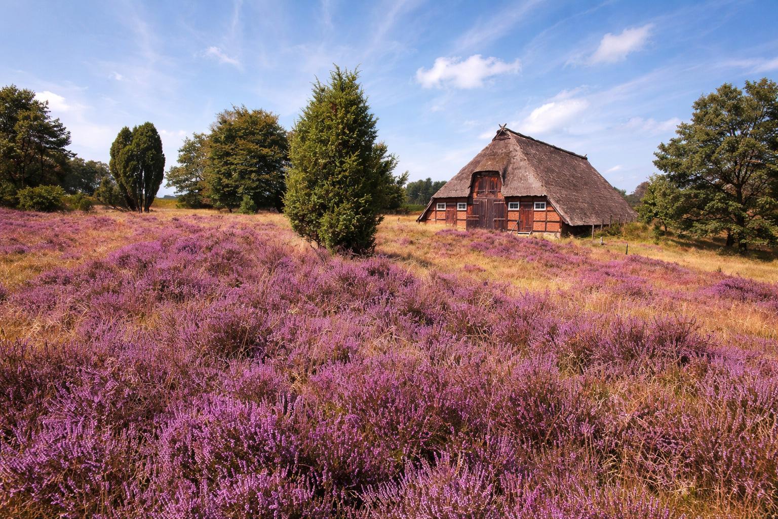 Weite Heidefläche in der Lüneburger Heide mit leuchtend violetter Blüte im Vordergrund, sanften Grasinseln und einem reetgedeckten Fachwerk-Heidehof unter blauem Himmel über der offenen Landschaft