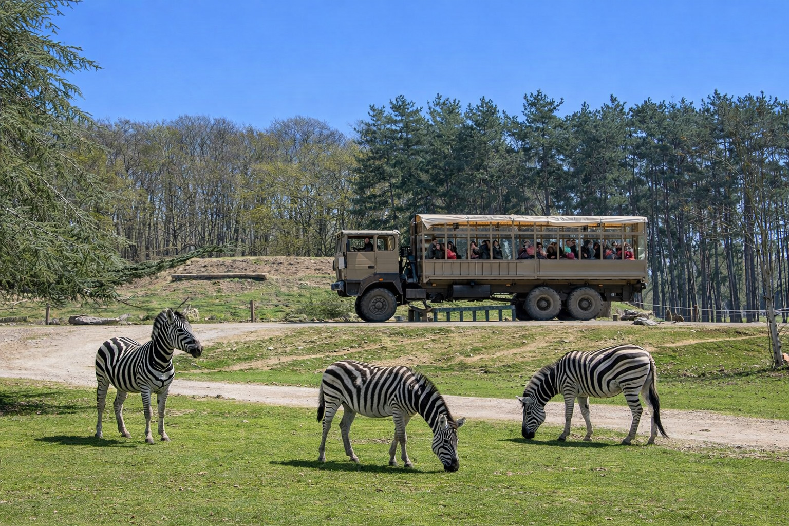 Zebras auf einer grünen Savannenfläche im Thoiry ZooSafari, im Hintergrund ein Safari-Truck mit Besuchern auf einer Piste vor einem Waldsaum unter klarem blauem Himmel