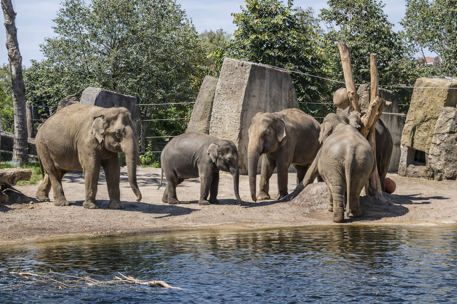 Gruppe asiatischer Elefanten an einem Wasserbecken in einer weitläufigen Zooanlage, mit Kalb zwischen den Tieren, sandigem Gehegeboden, großen Felsen und Holzstämmen als Kletter- und Spielstruktur vor dichtem grünen Baumbestand im hellen Sonnenlicht