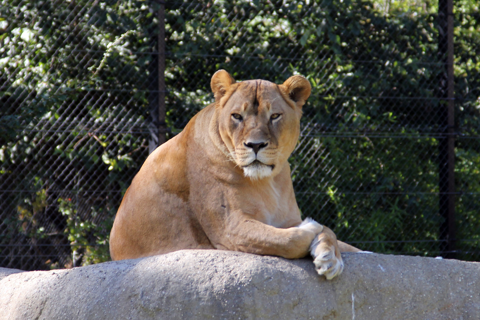 Eine Löwin in Zoo von Zagreb